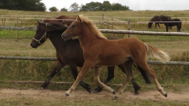 Fengur vom Berghof 640x360