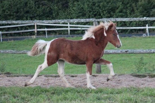 Skella vom Berghof 2
