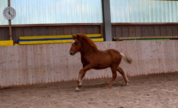 Nachzucht 2014 Stjarni vom Berghof