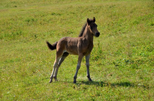 Nachzucht 2015 Lifri vom Berghof