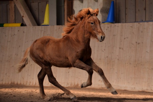 Nachzucht 2016 Fina vom Berghof